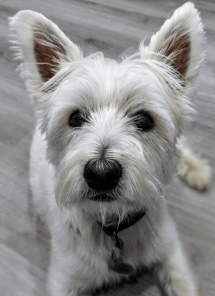 Screen Shot 2018-05-31 at 16.15.31.png